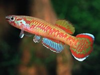 Aphyosémion Gardnerii