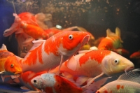 POISSONS DE BASSIN