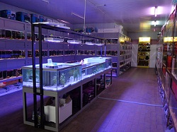 Les bacs du magasin l'Aquarium Les bacs du magasin l'Aquarium