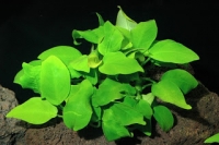 Anubias barterii