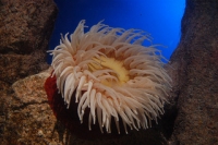 Anemone