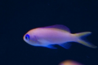 Anthias