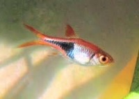Arlequin
