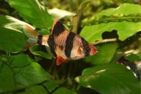 Barbus de sumatra