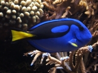 Chirurgien bleu
