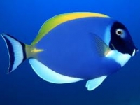 Chirurgien leuco
