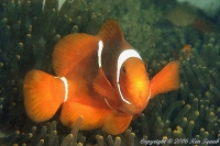 Clown épineux