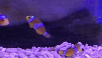 Amphiprion ocellaris