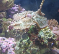 Corail champignon
