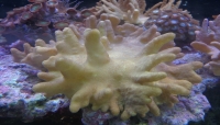 corail cuir commun