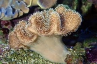 Corail cuir