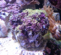 Corail pachy