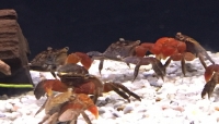 Crabe nain
