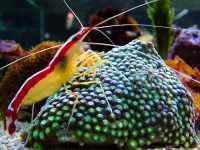 Crevette bicolore