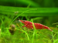 Crevette Cherry rouge