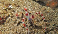 Crevette nettoyeuse