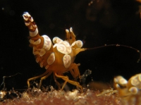 crevette sexy