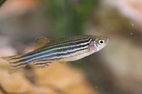 Danios
