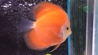 Discus