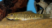 Docteur fish