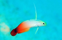 Gobie flechette