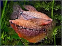 Gourami leeri