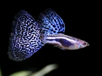 Guppy