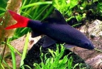 Labeo bicolor