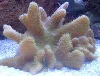 corail cuir commun