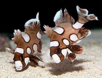 Merou tachete