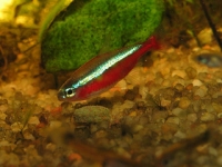 neon cardinalis