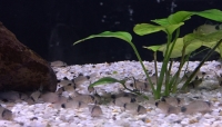 Corydoras aeneus