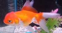 Oranda