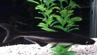 Pangasius