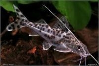 Pimelodella