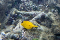 Poisson coffre