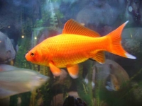poisson rouge
