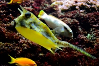 Poisson vache