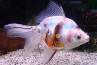 Carassius auratus 