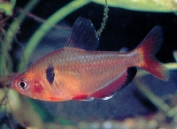 Serpae