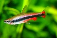 Tetra crayon