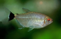 Tetra Diamant