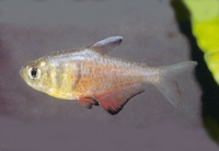 Tetra flamme