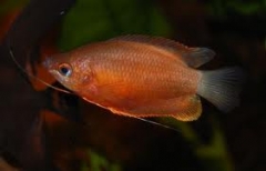 COLISA RED