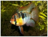 - 50% sur tous les poissons