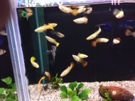 Guppys femelles
