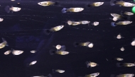 GUPPYS PROMO