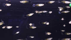 GUPPYS MIX