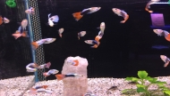 GUPPYS EN PROMOTION