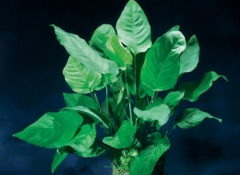 PLANTE AQUATIQUE